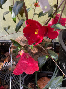 Camellia japonica Adeyaka  